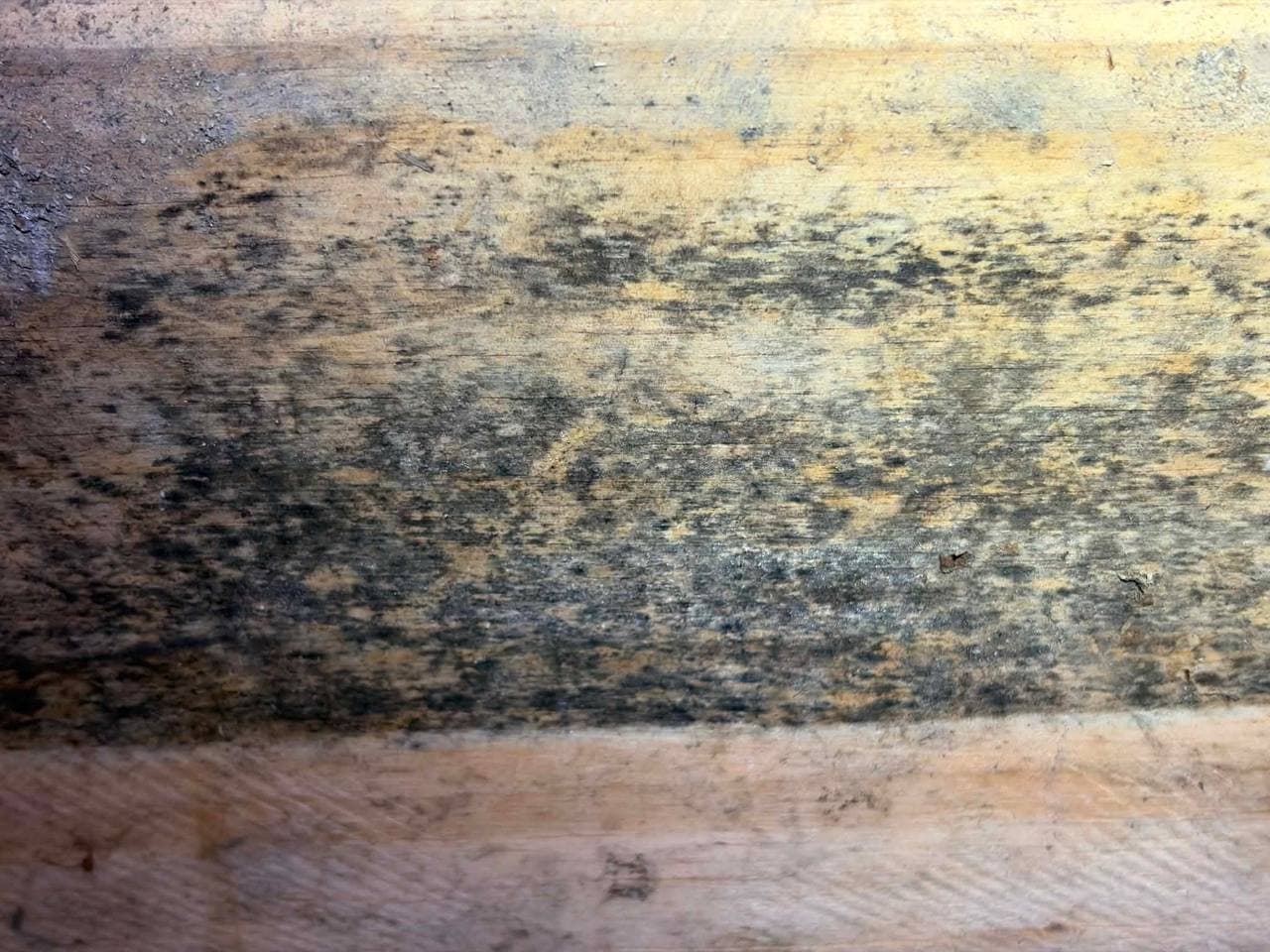 Black mold growth on wooden structural beam